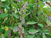 ZG007 0171 Chenopodium berlandieri.jpg
