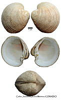 KT014 0264 Globivenus isocardia.JPG