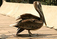 CEOV0180 Pelecanus occidentalis.jpg