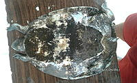 NE017 246 Dermatemys mawii.jpg