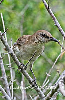 MN6F0055 Mimus graysoni.jpg