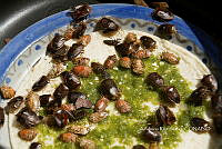 3R00668 Ascra conspersa.jpg