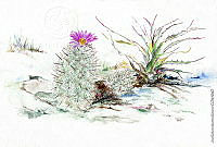 JMRM0032 Thelocactus hastifer.jpg