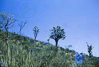 1416 Beaucarnea gracilis.jpg