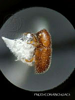 WR012 069 Dendrocranulus.jpg