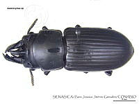 ZJJG0121 Aulacocyclus sp..jpg