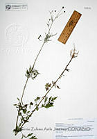 DZAJ1204 Bidens pilosa.JPG