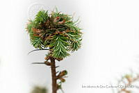 IMDOC 4828 Abies religiosa.jpg
