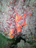 VDLCF1697 Spirastrella coccinea.jpg