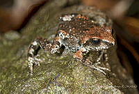 MASM07235 Eleutherodactylus grandis.jpg
