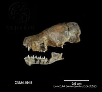 LESS 0451 Parastrellus hesperus ssp. hesperus.JPG