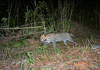 Pronatura JCF-MC-4 Leopardus pardalis.jpg