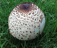 LLG01 Agaricaceae.jpg