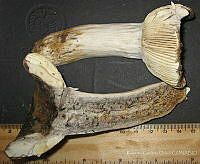 RGO0427 Russula albonigra.JPG