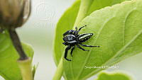 SM0005 Paraphidippus aurantius.jpg