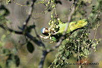 AAKVDH 0169 Amazona albifrons.JPG