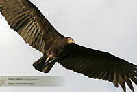 17_CNS0210 Cathartes burrovianus.jpg