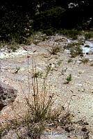 2060 Boutelona gracilis.jpg