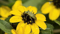 SM0253 Taylorilygus apicalis.jpg