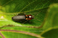 SM0589 Ampedus rubricus.jpg