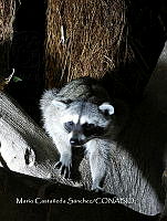 MCS IM0068 Procyon lotor insularis.jpg