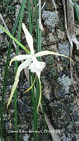 GRM014 Brassavola cucullata.JPG