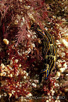 IDG0218 Navanax inermis.jpg