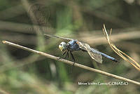 MVG001 Libellula vibrans.JPG
