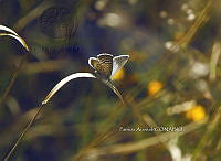 PA 0007 Echinargus isola.jpg