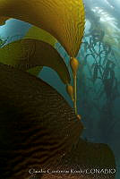 CCK0122 Macrocystis pyrifera.jpg