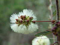 OTVBK029 0016 Acaciella angustissima.jpg
