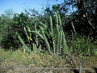 LI005 0192 Stenocereus alamosensis.jpg