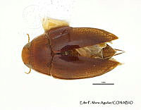 EFM0046 Hydrocanthus marmoratus.JPG