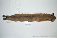 AAGC0074 Lynx rufus.jpg