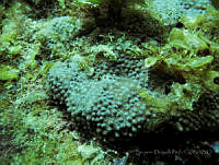 BDP0116 Titanoderma sp..jpg