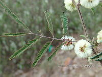 OTVBK029 0010 Acaciella angustissima.jpg