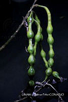 JF078 0365 Erythrina standleyana.jpg