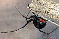 VHL0092 Latrodectus mactans.jpg