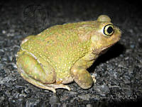 JLE0068 Scaphiopus couchii.jpg