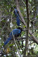 ARS00187 Cyanocorax yucatanicus.jpg