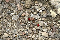 CAR 0052 Trombidiidae.jpg