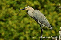 MHS0034 Egretta rufescens.JPG