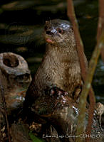 ELC0099 Lontra longicaudis.jpg