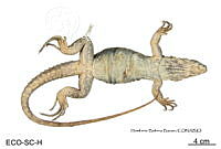 ME006 herp SCLC 0058 Ctenosaura similis - (Gray, 1831).jpg