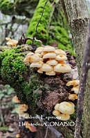MN6PyH0092 Xeromphalina kauffmanii.jpg