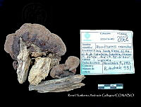 HC014 0074 Abundisporus roseoalbus.jpg