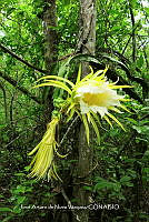 JAdNV0032 Hylocereus undatus.JPG