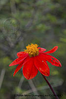 PJ016 0343 Dahlia coccinea.JPG