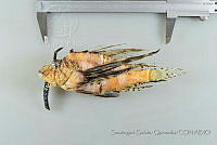 SGQ3458 Pterois volitans.jpg