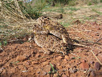 JLE0066 Phrynosoma cornutum.jpg